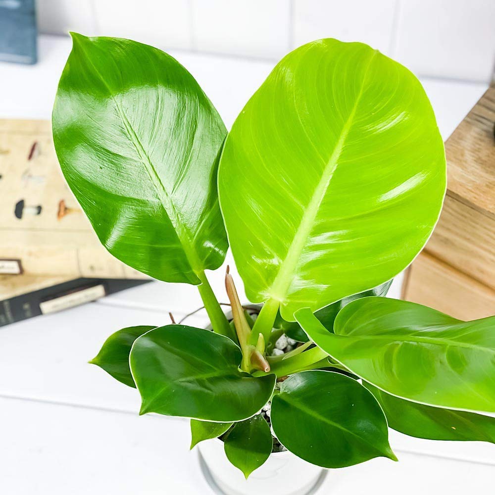 Amazon.co.jp: PLANCHU 観葉植物 フィロデンドロン インペリアル